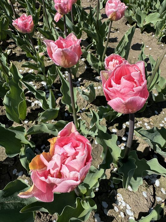 Peonijtulpju 'Mariage' sīpolu gaidītāju rinda